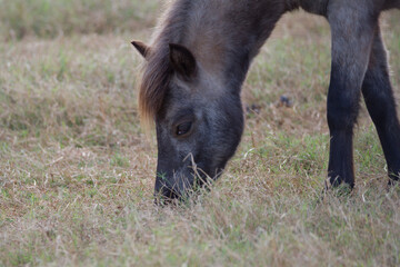 horse in the meadow