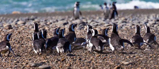 Penguins in the pinguinera Faro Cabo Virgenes, Argentina
