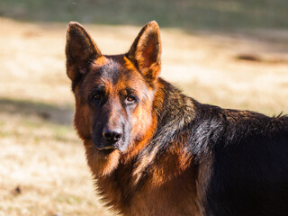 german shepherd dog