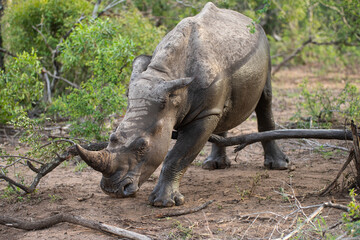 Obraz premium Muddy White Rhino seen on a safari in South Africa