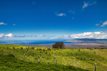 Beautiful meadow on upcountery Kula on Maui.