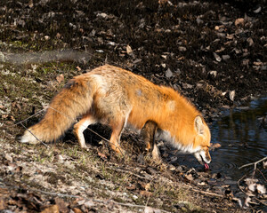 Red Fox Photo Stock. Fox Image. Drinking water in the spring season displaying fox tail, tongue in its environment and habitat with moss on ground. Picture. Portrait.