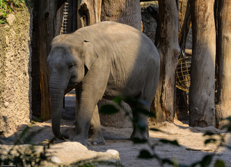 Fototapeta premium Elefant