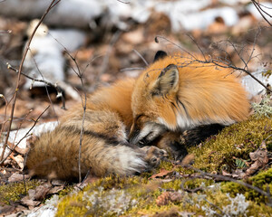 Red Fox Photo Stock. Fox Image. Resting on moss with a blur background in the spring season displaying fox tail, fur, in its environment and habitat. Portrait. Picture.