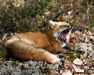 Red Fox Photo Stock. Fox Image. Yawning and resting, displaying open mouth, teeth, tongue, fox tail, fur, in its habitat with a coniferous branches background and moss on ground. Portrait. Photo.