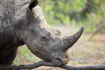 Muddy White Rhino seen on a safari in South Africa