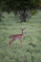 Impala lamb seen on a safari in South Africa