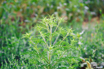 Blooming ambrosia bushes. Ragweed plant allergen, toxic meadow grass. Allergy to ragweed ambrosia . Blooming pollen artemisiifolia is danger allergen in meadow.
