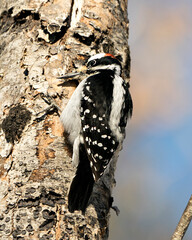 Woodpecker Stock Photo.  Close-up profile view climbing tree trunk and displaying feather plumage in its environment and habitat in the forest with a blur background. Image. Picture. Portrait