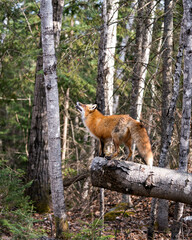Red Fox Photo Stock. Fox Image. Standing on a log and looking towards the sky in the forest and looking for its prey with a  forest background in its environment and habitat. Picture. Portrait. Photo.