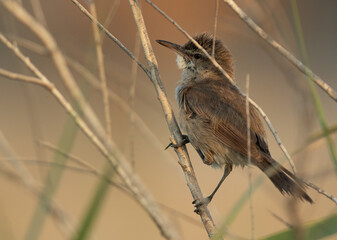 Closeup of Clamorous Reed Warbler, Bahrain