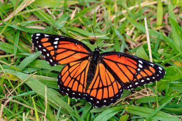 Viceroy butterfly (Limenitis archippus) on green grass