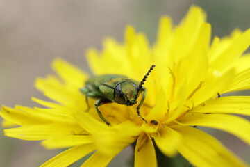 naturaleza de cercanía fotografía macro