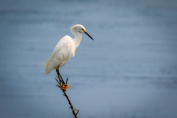 Snowy Egret (Egretta thula) perched on branch over water