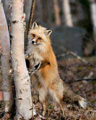 Red Fox Photo. Fox standing on hind legs by a birch tree and blur forest background in the spring season in its habitat displaying white mark paws, unique face, fur, bushy tail.  Picture. Portrait.