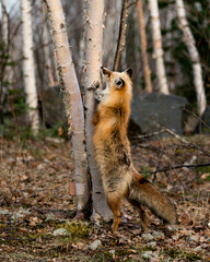 Red Fox Photo. Fox standing on hind legs by a birch tree and blur forest background in the spring season in its environment displaying white mark paws, unique face, fur, bushy tail.  Picture. 