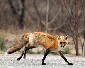 Red Fox Photo Stock. Fox Image.  Running and looking at camera with a blur background, displaying black paw, bushy tail, fur, funny face in its environment and surrounding. Picture. Portrait.