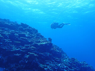 沖縄・石垣島深海でのんびりスキューバダイビング