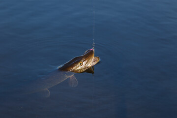 Close-up of caught pike fish trophy in water. Fishing background.Pike catch lure.