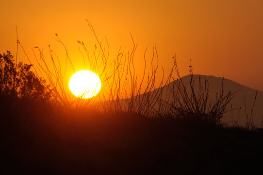 Amanecer En El Desierto Con Ocotillos