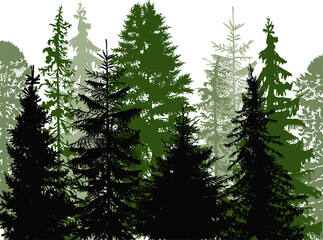 fir trees dark green group in forest on white