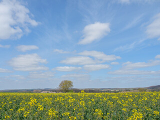 Obraz premium Das Dorf Darfeld in den Baumbergen