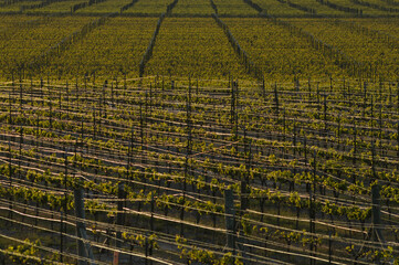 viñedo para producir uvas de vino