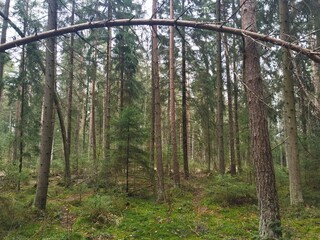 trees pi letter