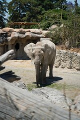 elefante 1