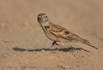 Closeup of a Calandra Lark, Bahrain