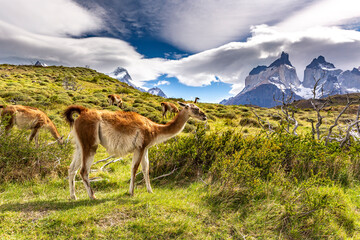Lama in Torres del Paine National Park, Chile, South America.