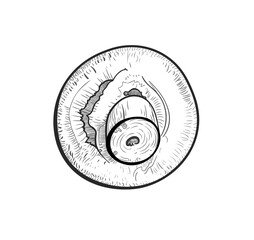 Large mushroom champignon lies with its leg up. Vector illustration in the style of a linear sketch, engraving. Close-up, isolate on white background. EPS 10.