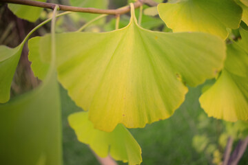 hoja amarilla gingo vilova arbol otoño follaje