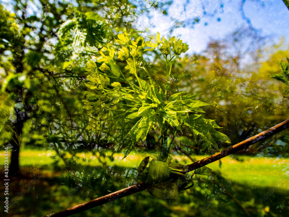 Sticker new shoots in green