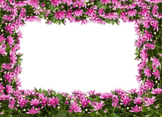 frame of flowers chrysanthemum pink color isolated on white background with​ clipping​ path​