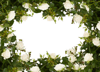 frame of flowers roses white color isolated on white background with​ clipping​ path​