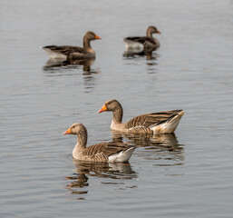Greylag Geese on a lake