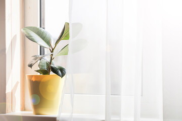 Decorative house plant in pot on windowsill with curtain with natural light.Creative nature background. gardening concept. Decoration of home interior