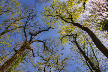 Fototapeta premium Bosco del Barco