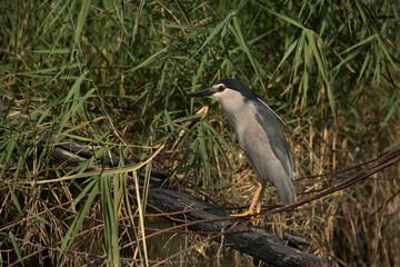 Black-crowned Night Heron on a wooden log, Bahrain