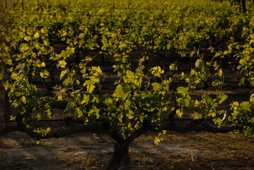 brotes de vid en el viñedo © jesus