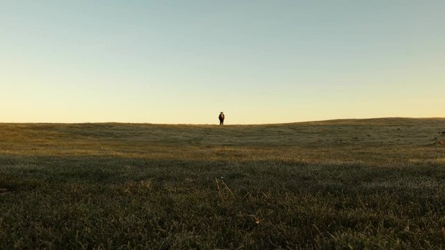 horse in the field