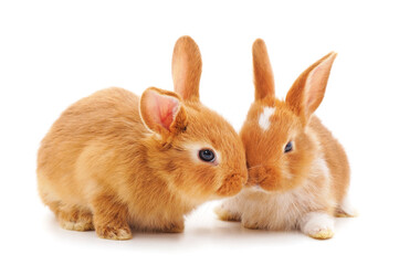 Two red little rabbits.
