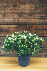 White indian azalea on a wooden background. Home mini potted plants. Place for text.
