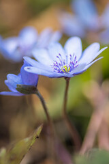 blue flower