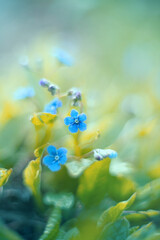 Niebieskie kwiaty ułudki w wiosennym ogrodzie. Bajkowa wiosna w ogrodzie. Sezon wiosenny....