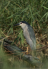 Fototapeta premium Black-crowned Night Heron perched on a wooden log, Bahrain
