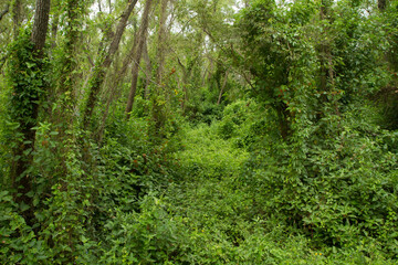 Tropical rainforest background. View of the green leaves foliage and tree trunks in the jungle.	
