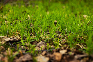 Young, new, green, beautiful grass in the forest.