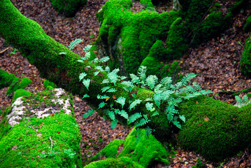 Obraz premium Ferns on the trunk of a tree. Gorbeia Natural Park. Basque Country. Spain